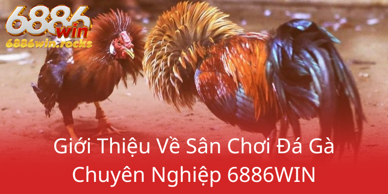 Đá Gà 6886WIN - Trải Nghiệm Hấp Dẫn Tại Nhà Cái Uy Tín Hàng Đầu 1 Gioi Thieu Ve San Choi Da Ga Chuyen Nghiep 6886Win0