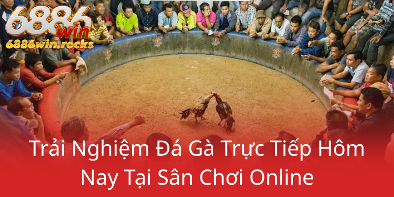 Đá Gà 6886WIN - Trải Nghiệm Hấp Dẫn Tại Nhà Cái Uy Tín Hàng Đầu 3 Trai Nghiem Da Ga Truc Tiep Hom Nay Tai San Choi Online0